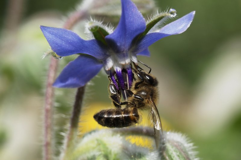 Abeille sur Bourrache. Jardin Nestin. Véronique côme